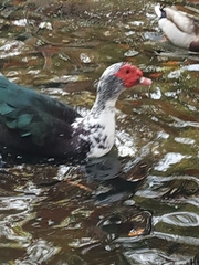Cairina moschata domestica