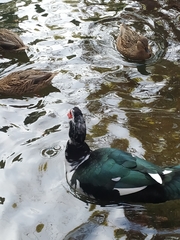 Cairina moschata domestica