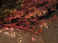 Rhynchocinetes durbanensis