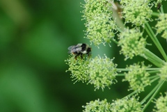 Bombus bifarius