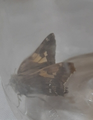 Epargyreus tmolis