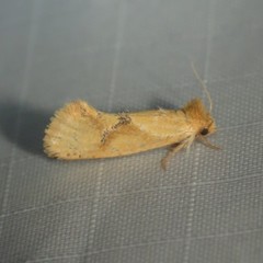 Acrolophus laticapitana