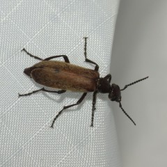 Epicauta ochrea