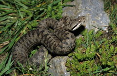 Vipera aspis zinnikeri
