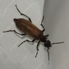 Epicauta ochrea