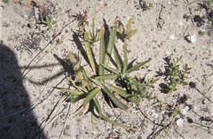Ledebouria macowanii
