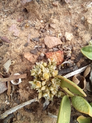 Limeum telephioides telephioides