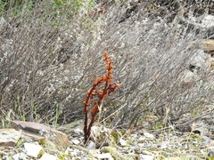 Orobanche minor
