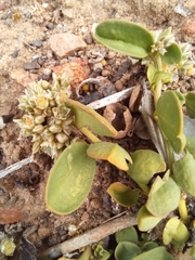 Limeum telephioides telephioides