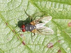 Emmesomyia