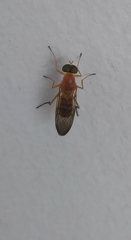 Ptecticus insularis