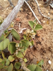 Limeum telephioides telephioides