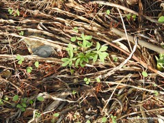 Lupinus hispanicus