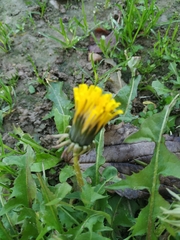 Taraxacum