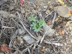 Lupinus hispanicus