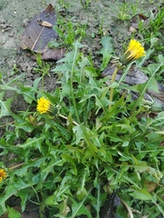 Taraxacum