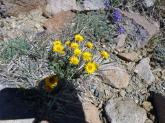 Erigeron aureus