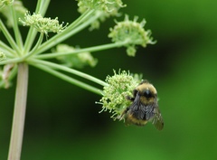 Bombus mckayi