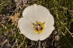 Calochortus panamintensis