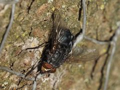 Calliphora subalpina