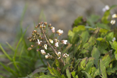 Capsella bursa-pastoris