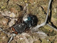 Calliphora subalpina