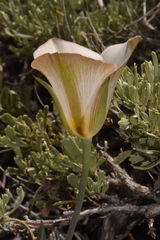 Calochortus panamintensis