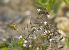 Capsella bursa-pastoris