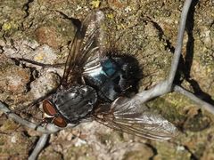 Calliphora subalpina