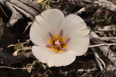 Calochortus panamintensis