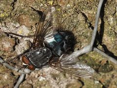 Calliphora subalpina