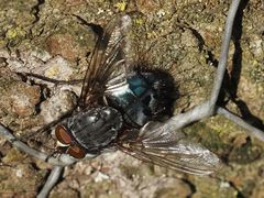 Calliphora subalpina