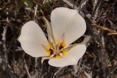 Calochortus panamintensis