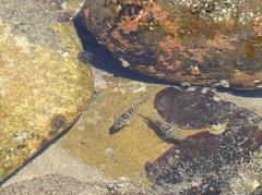 Abudefduf declivifrons