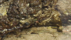 Abudefduf declivifrons