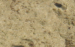 Abudefduf declivifrons