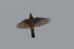 Turdus pilaris