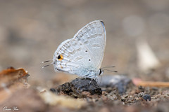 Catochrysops panormus exiguus