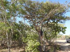 Libidibia sclerocarpa