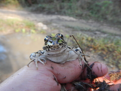 Pelophylax kurtmuelleri