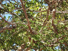 Libidibia sclerocarpa