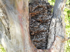 Libidibia sclerocarpa