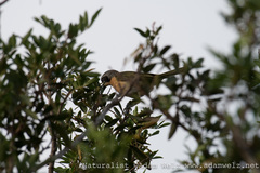 Telophorus olivaceus