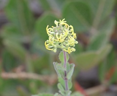 Manulea thyrsiflora
