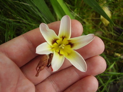 Sparaxis grandiflora