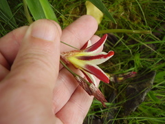 Sparaxis grandiflora