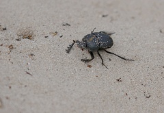 Scarabaeus intricatus