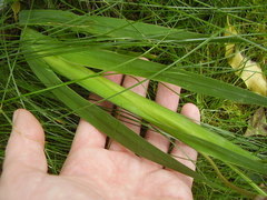 Sparaxis grandiflora