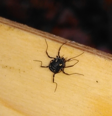 Paranemastoma quadripunctatum