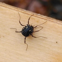 Paranemastoma quadripunctatum